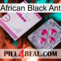 African Black Ant 32